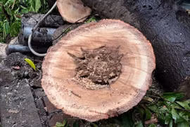 Cây dâu da xoan lớn bật gốc trên đường Đê La Thành