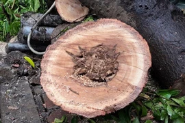 Cây dâu da xoan lớn bật gốc trên đường Đê La Thành