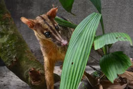 Cứu hộ thành công cá thể cầy vằn - loài cầy quý hiếm nhất Việt Nam