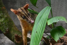 Cứu hộ thành công cá thể cầy vằn - loài cầy quý hiếm nhất Việt Nam