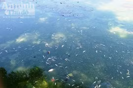 Quảng Bình: Người dân kêu cứu vì hồ Trạm bốc mùi hôi thối do cá chết