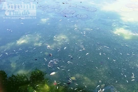 Quảng Bình: Người dân kêu cứu vì hồ Trạm bốc mùi hôi thối do cá chết