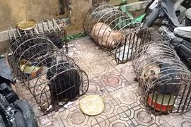 Thu súng bắn điện, xe máy bị tẩy số khung tại nhà ‘đầu nậu’ thịt chó