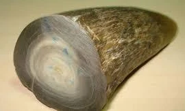 Người đàn ông nhập cảnh cùng gần 8kg sừng tê giác