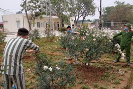 Gần 500 cây xanh được trồng trong khuôn viên Trại tạm giam số 2
