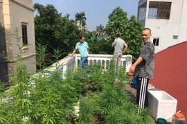 Hà Nội: Nam thanh niên trông hàng chục cây cần sa trên nóc nhà để…ngâm rượu