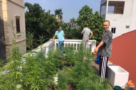 Hà Nội: Nam thanh niên trông hàng chục cây cần sa trên nóc nhà để…ngâm rượu