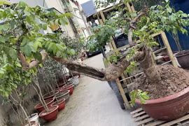 Công an quận Long Biên tìm bị hại vụ mất trộm cây khế