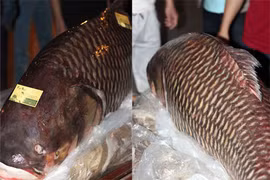 Hà Nội: Nhà hàng xẻ thịt cá "khủng" dài 1,6m, giá 200 triệu đồng