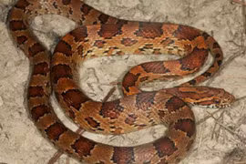 Hoảng hồn phát hiện rắn khoanh tròn cạnh tủ bếp