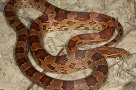 Hoảng hồn phát hiện rắn khoanh tròn cạnh tủ bếp