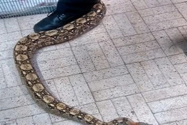 Kinh hãi trăn Nam Mỹ lạc vào công viên trẻ em