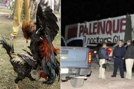 Xả súng đẫm máu, 10 người bị bắn chết trong một xới chọi gà 