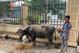 Vướng nợ nần, người đàn ông 'ăn" 15 con trâu, bò trong 1 tháng 