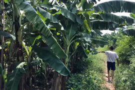 Tạm giữ hình sự gã đàn ông giở trò đồi bại bé gái 12 tuổi trong vườn chuối