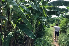 Tạm giữ hình sự gã đàn ông giở trò đồi bại bé gái 12 tuổi trong vườn chuối