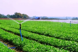 Vingroup ra mắt mẻ rau sạch đầu tiên