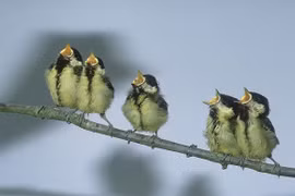 Chim cũng say rượu bia như người