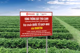 Cảnh báo: Tăng nguy cơ tử vong ở người không kiểm soát tốt đường huyết trong giai đoạn dịch