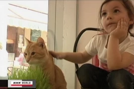 "Cafe mèo Nhật Bản" xuất hiện tại thủ đô nước Áo
