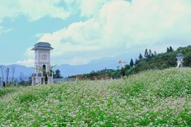 Ngẩn ngơ mùa hoa tam giác mạch Tây Bắc