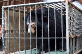 Chuyển giao một cá thể gấu ngựa nuôi nhốt bất hợp pháp tại Phúc Thọ