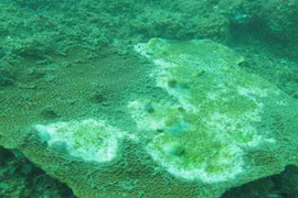 Liên Bộ thông tin về môi trường biển miền Trung hậu Formosa