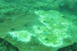 Liên Bộ thông tin về môi trường biển miền Trung hậu Formosa