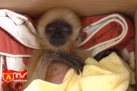 Nhân viên đường sắt vận chuyển thuê động vật quý hiếm