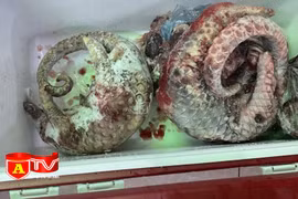 Khởi tố chủ nhà hàng về vi phạm quy định về bảo vệ động vật nguy cấp, quý, hiếm