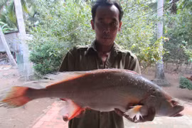 Ngư dân bắt được cá lạ nghi là cá sủ vàng, có người trả 200 triệu đồng chưa bán