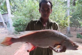 Ngư dân bắt được cá lạ nghi là cá sủ vàng, có người trả 200 triệu đồng chưa bán