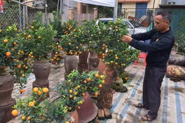 Tết kém vui vì đào, quất mất mùa