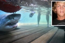 Nhà vô địch lướt ván bị cá mập trắng cắn chết