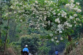 “Mùa phong lưu” bên những cánh rừng trắng màu hoa trẩu
