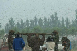 Phá kỷ lục với hàng triệu con ong trên người