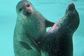 Bài thuốc mạnh nhất dành cho các quý ông