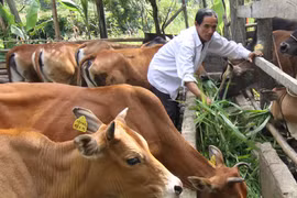 4.000 con bò qua biên giới mỗi ngày