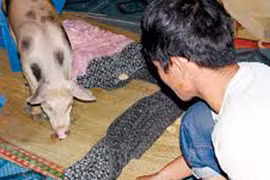 Người đầu thai vào lợn trắng đốm tròn đen gây xôn xao dư luận An Giang