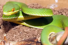 Khi bị rắn cắn phải làm gì?