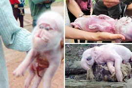 Xuất hiện lợn đẻ ra voi làm xôn xao cả tỉnh Sóc Trăng