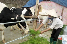 Người Việt đang phải uống sữa pha lại