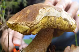 “Mafia nấm” tàn phá những cánh rừng châu Âu