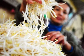 Cần truy tìm độc tố trong thuốc kích thích giá đỗ 