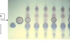 Nguyên liệu mới cho thực phẩm chức năng Việt Nam