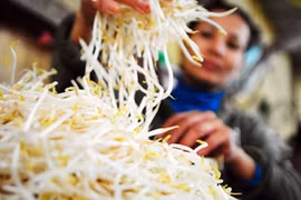 Cần truy tìm độc tố trong thuốc kích thích giá đỗ 