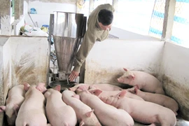 Thương lái Trung Quốc ồ ạt mua lợn mỡ: Bất thường, nhiều rủi ro