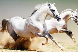 Nỗi buồn ngựa bạch