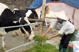 Người Việt đang phải uống sữa pha lại