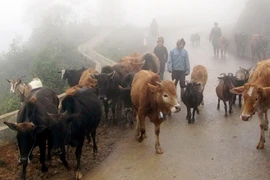 Bắc bộ rét hại bao phủ diện rộng